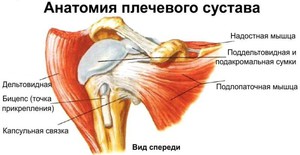 Строение плеча - анатомическая схема