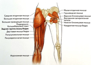Грушевидная мышца