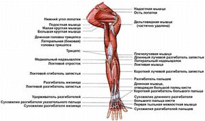 Растяжение мышц руки: основные симптомы и методы лечения при ...