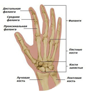 Почему могут болеть суставы - анатомия кисти руки