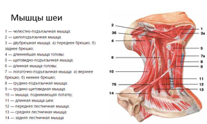 Какие мышцы отвечают в шее за какие движения