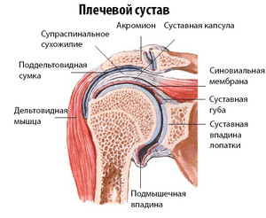 Плечевой сустав - строение - схема