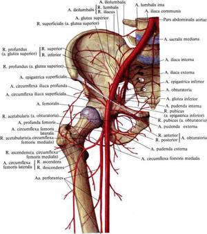 Подвздошная кость - анатомия