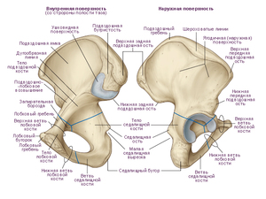 Подвздошная кость тазобедренного сустава