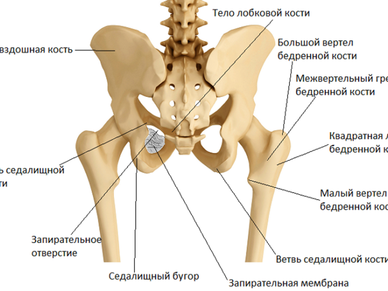 Подвздошная кость - анатомия
