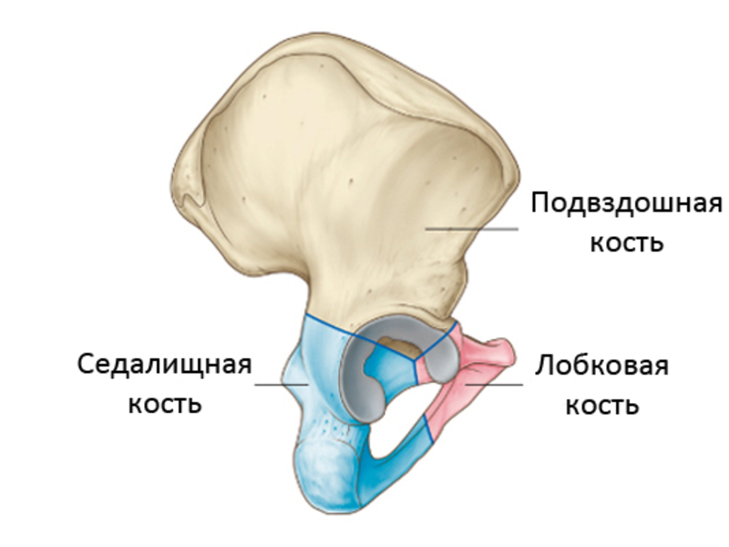 Подвздошная кость тазобедренного сустава