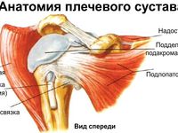 Плечевой сустав