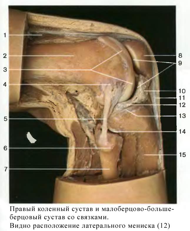 Лечение мениска коленного сустава симптомы и лечение фото