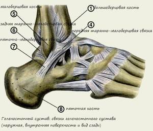 Голеностопный сустав - анатомия показана на рисунке