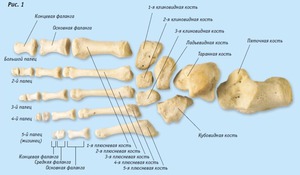Схема строения костей ступни человека
