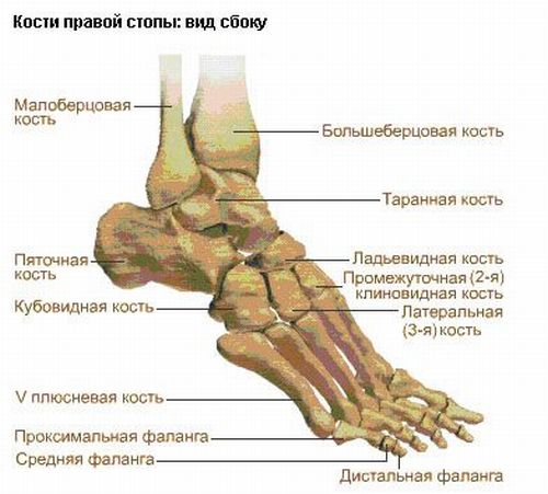 Строение стопы ноги человека фото с описанием костей и связок