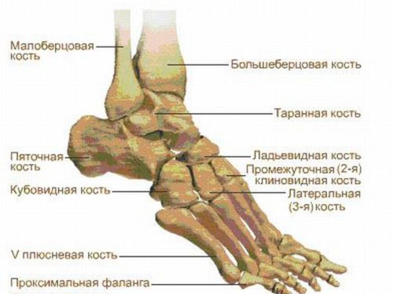Кости стопы ноги