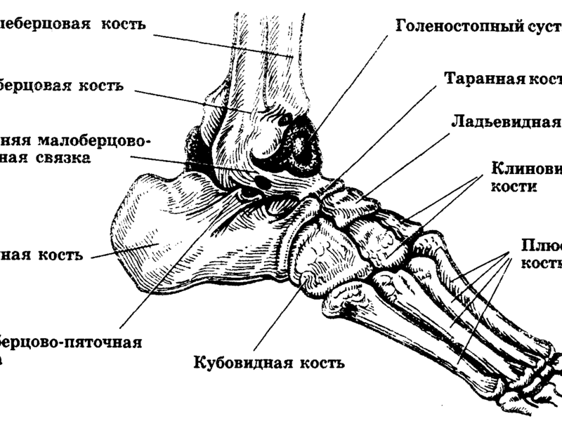 Схема костей стопы