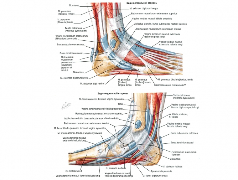 Голеностоп картинка анатомия