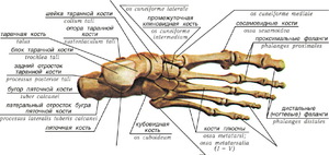 Анатомия суставов  - нижние конечности человека