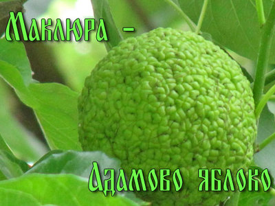 Адамово яблоко: настойка для суставов, что лечит, как принимать